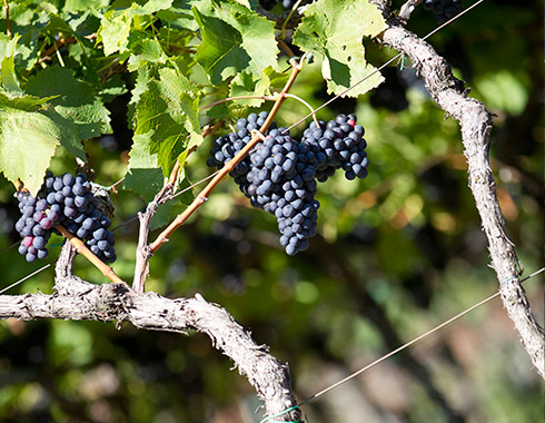 Weinlehrpfad Girlan