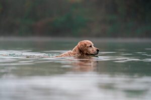 Schwimmen mit Hund