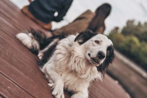 Urlaub mit Hund am See
